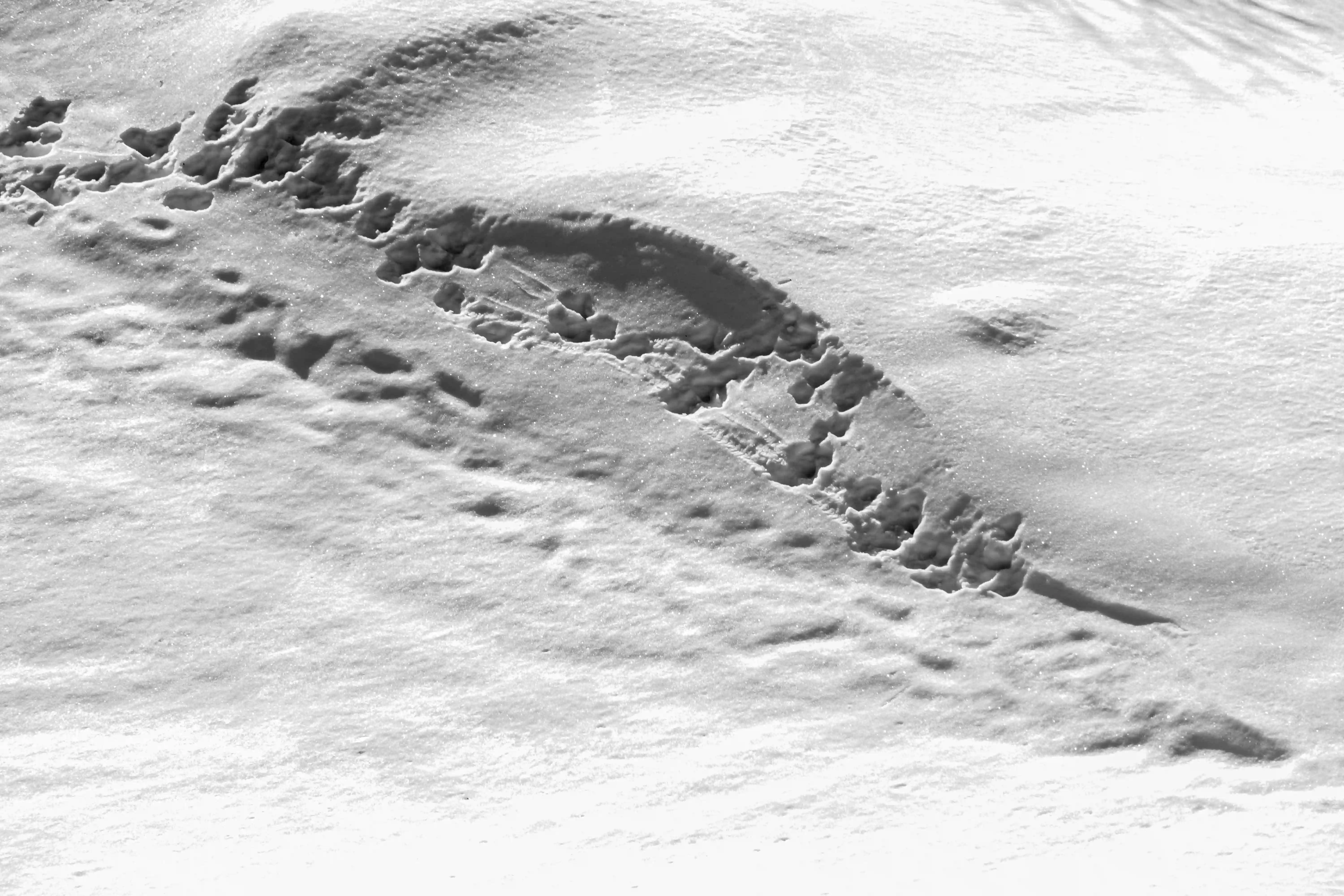 Austral - Image 3
