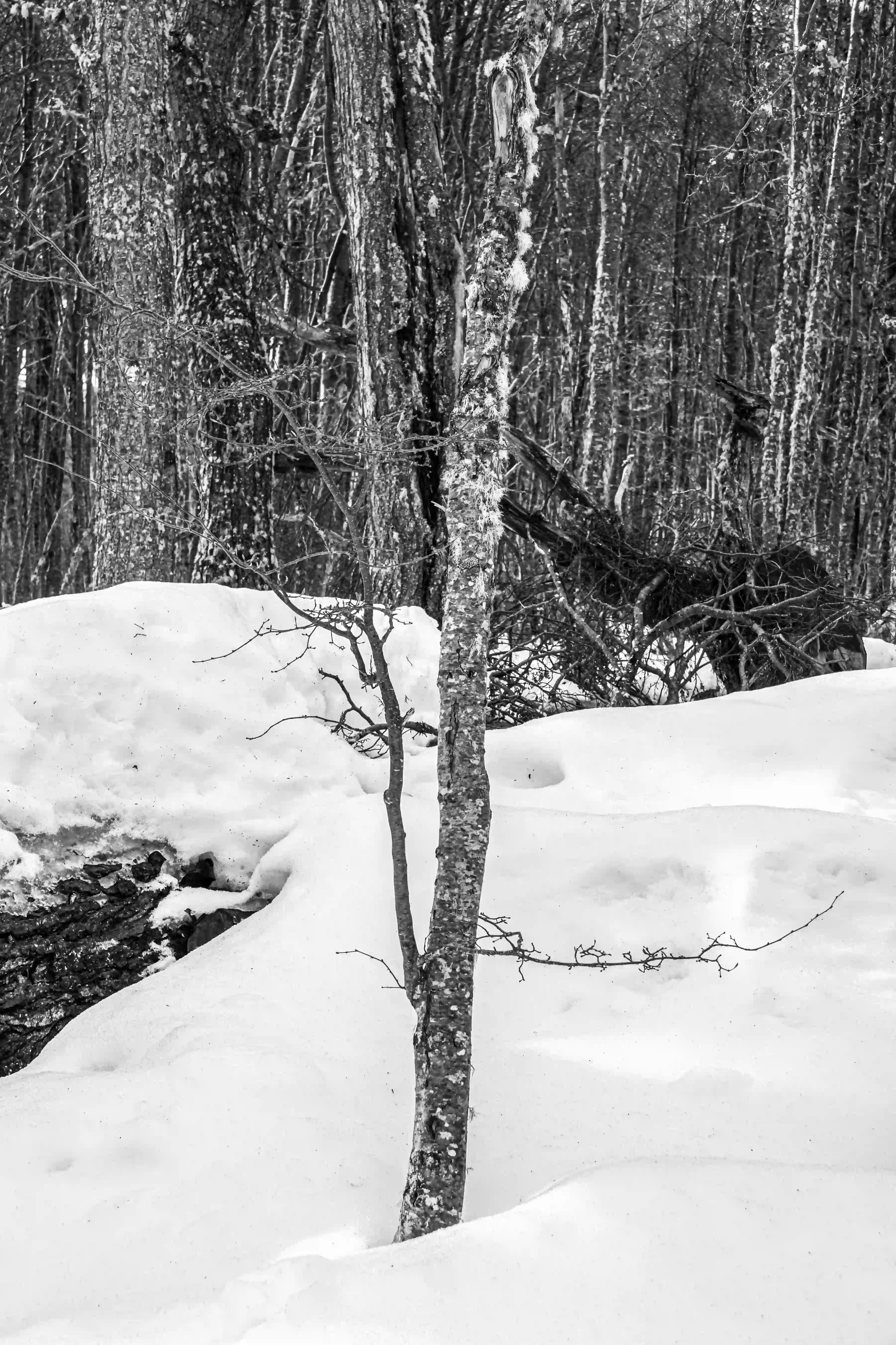 Invierno - Image 10