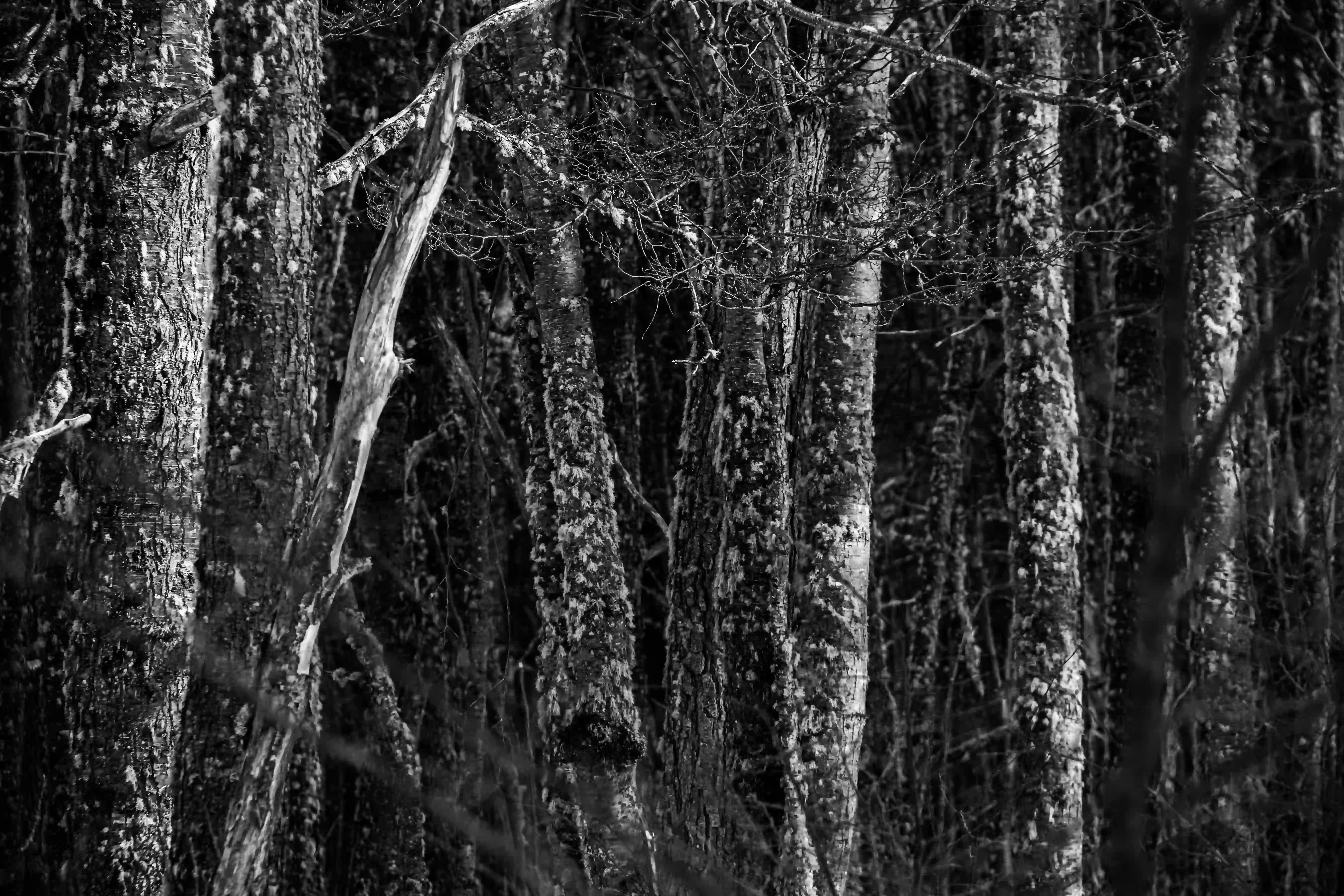 Invierno - Image 11