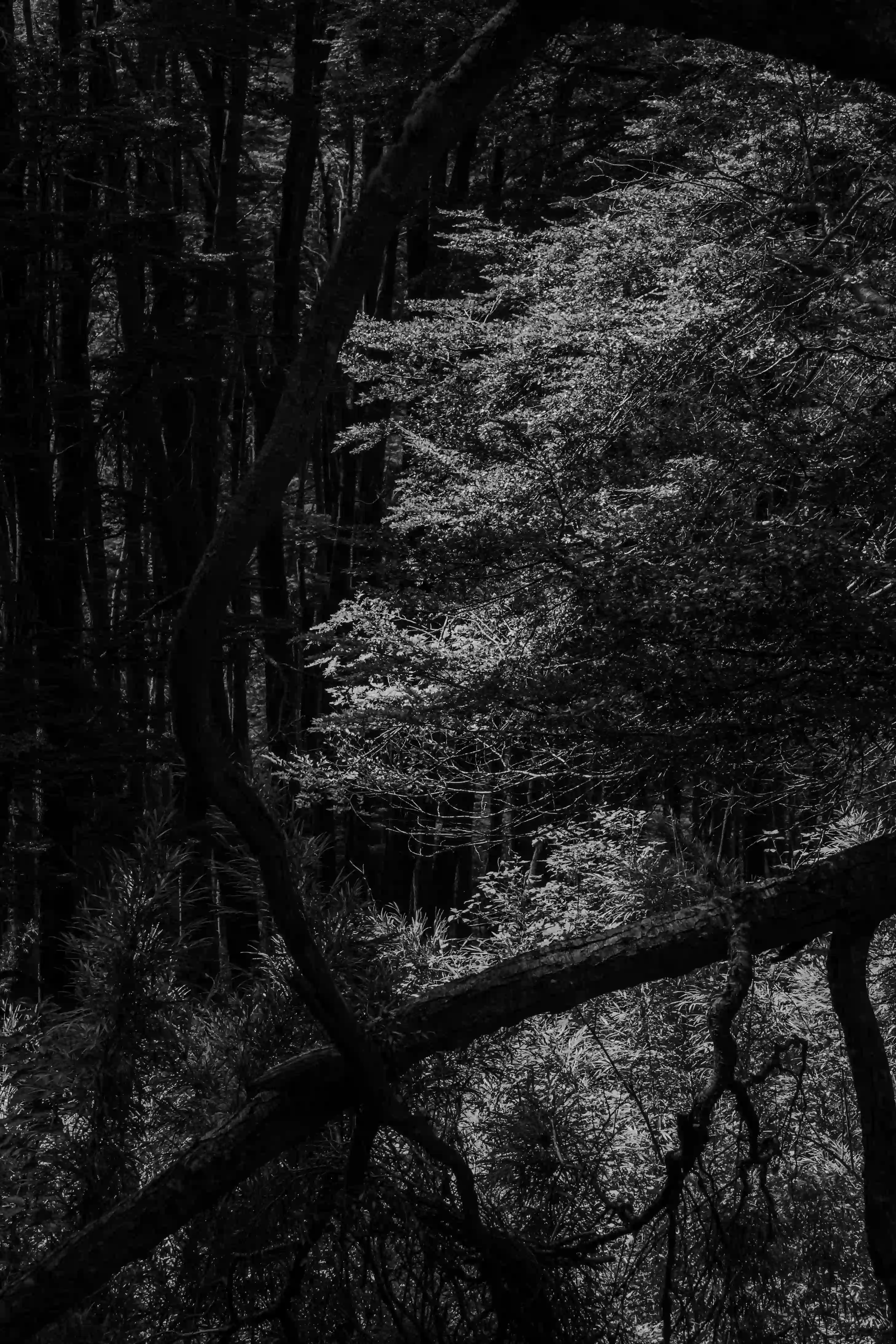 WINTER - Vertical cover