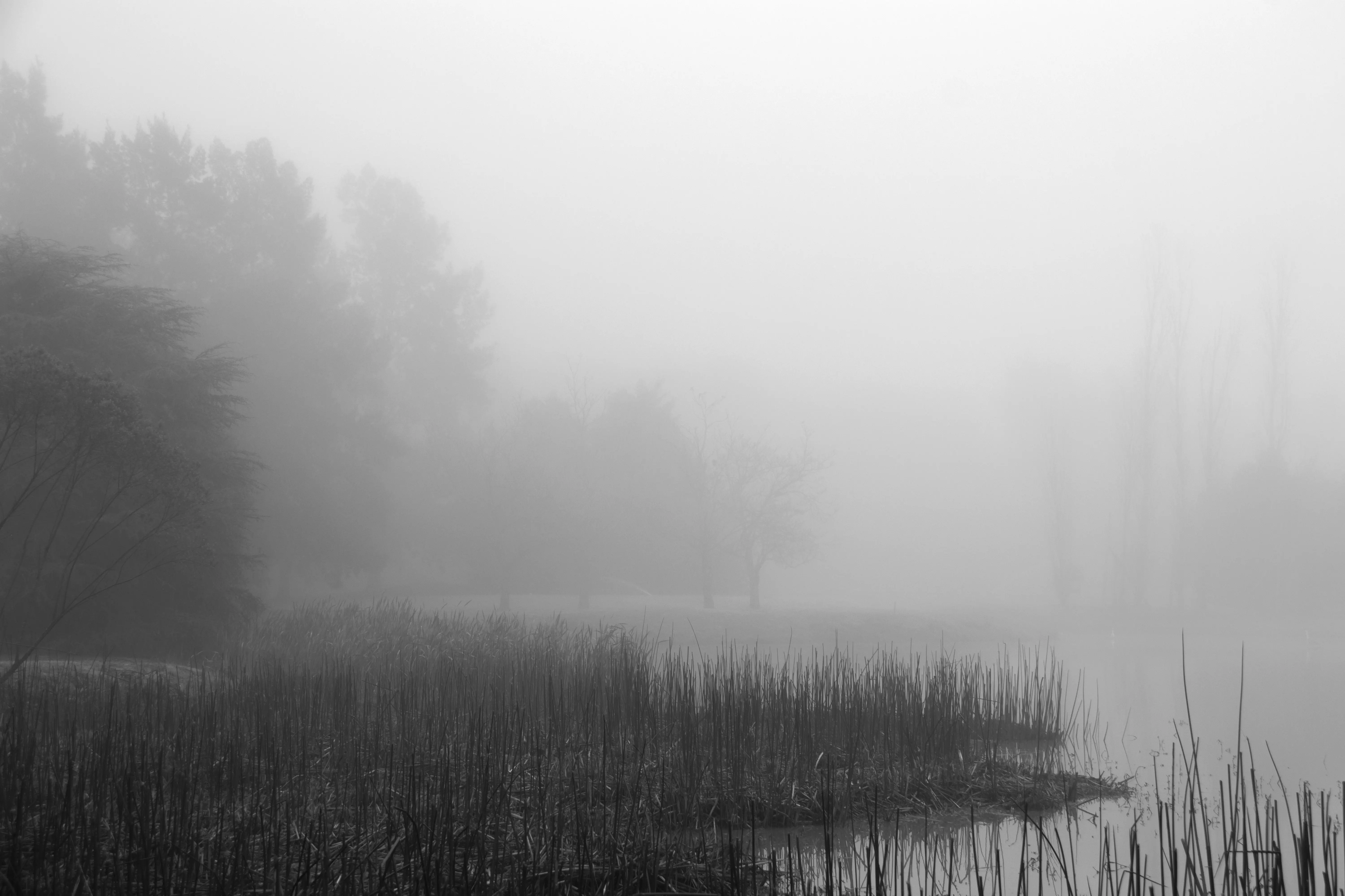 Niebla - Image 9