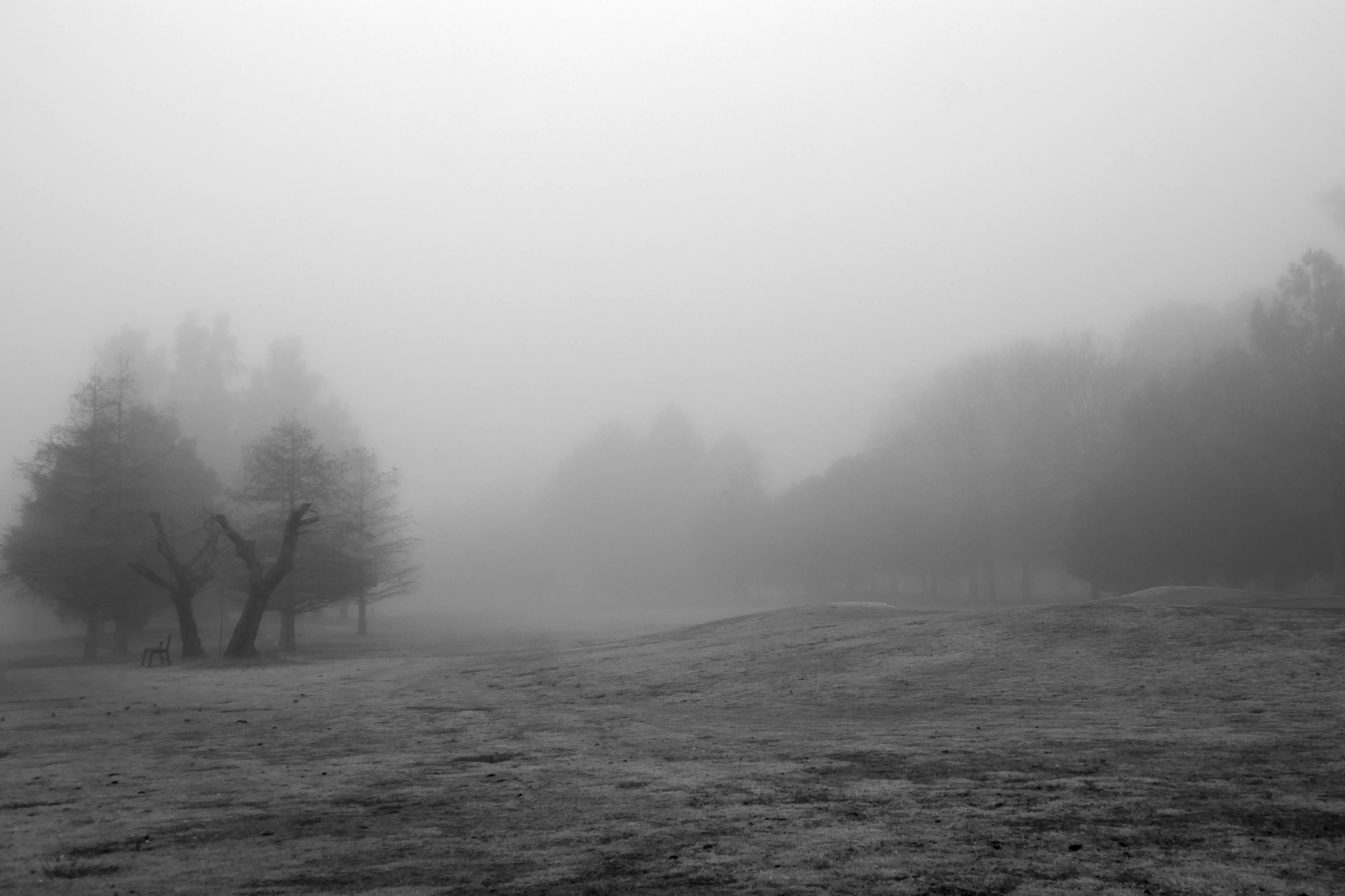 Niebla - Image 10