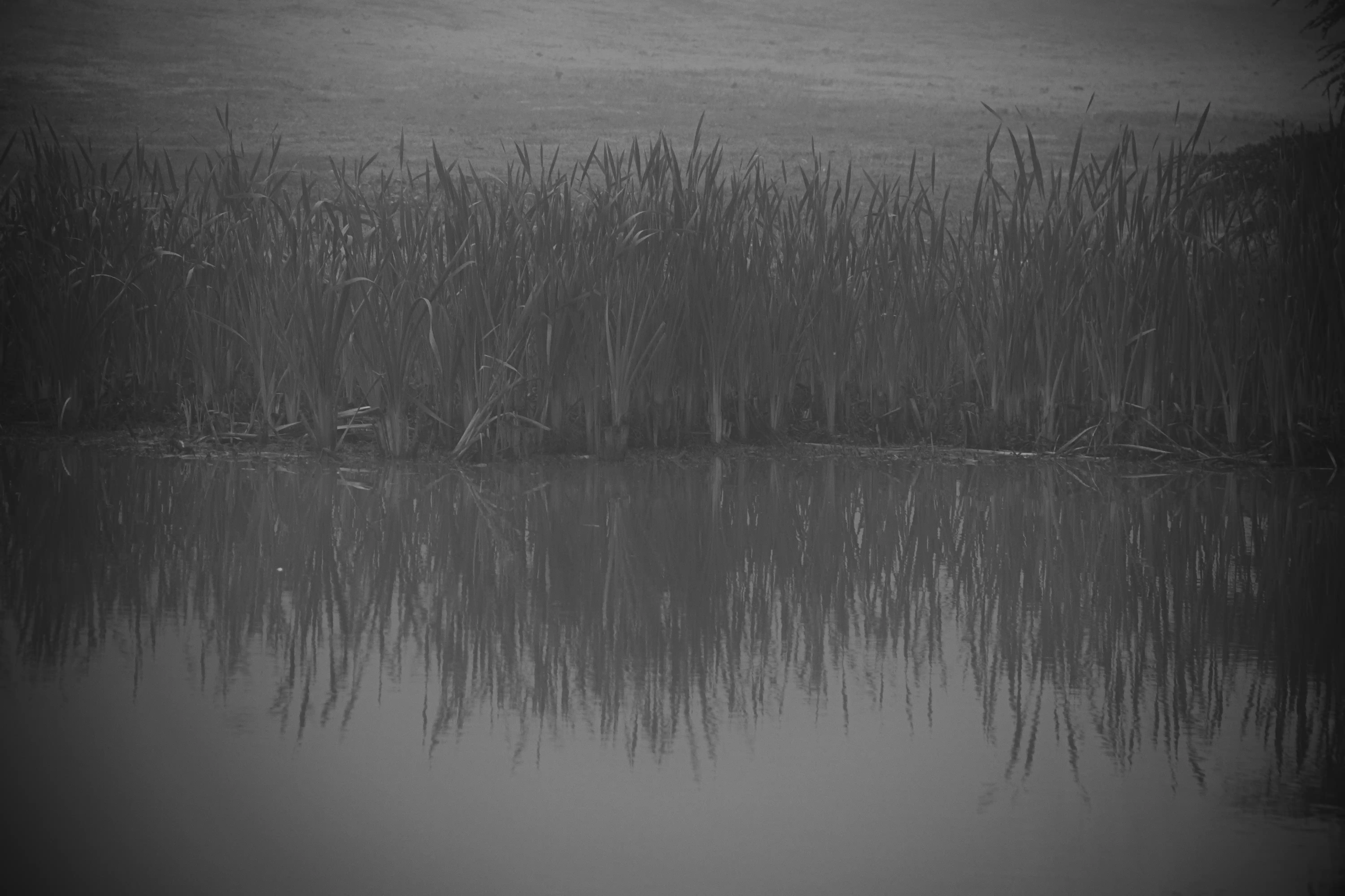 Niebla - Image 12