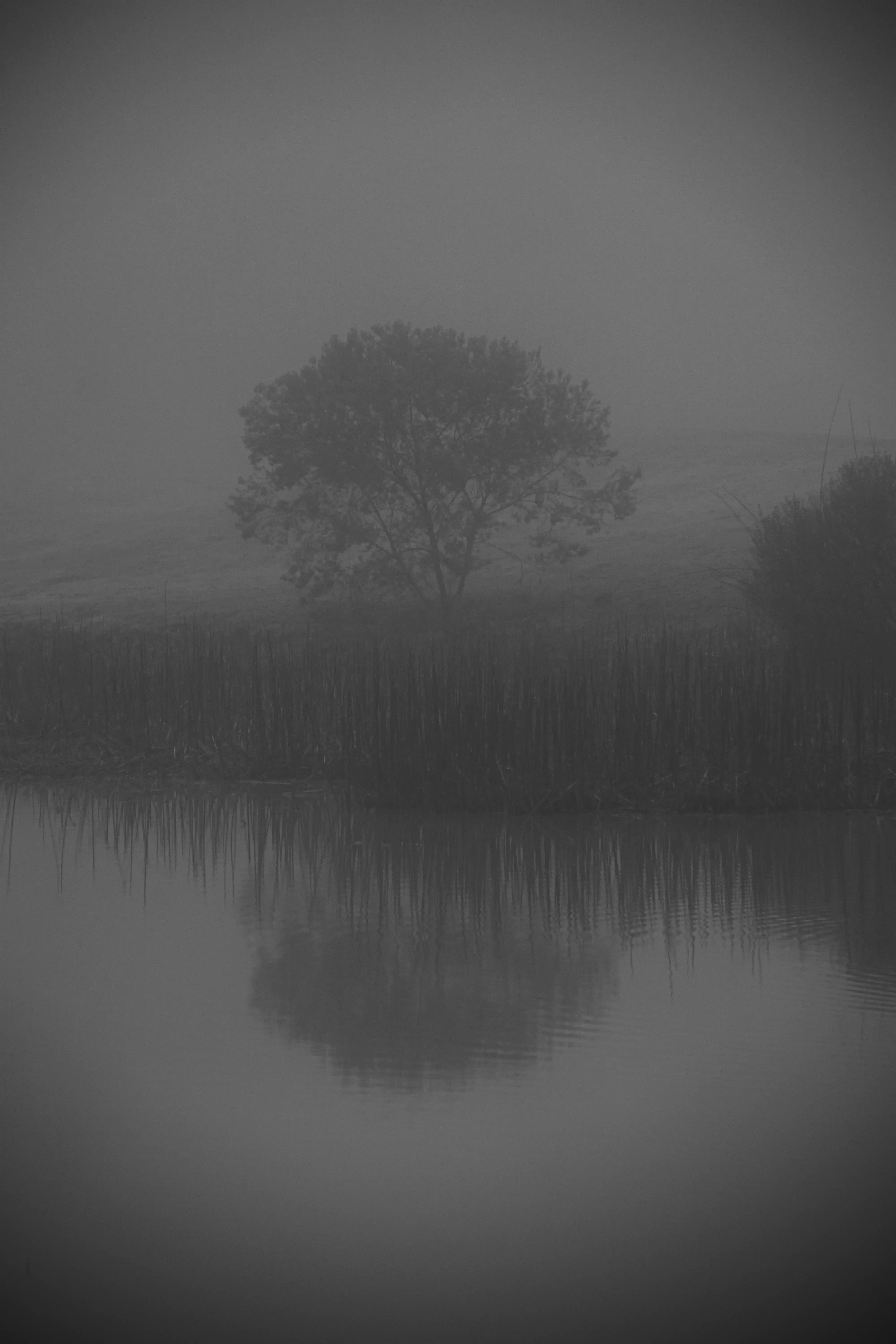 MIST - Vertical cover
