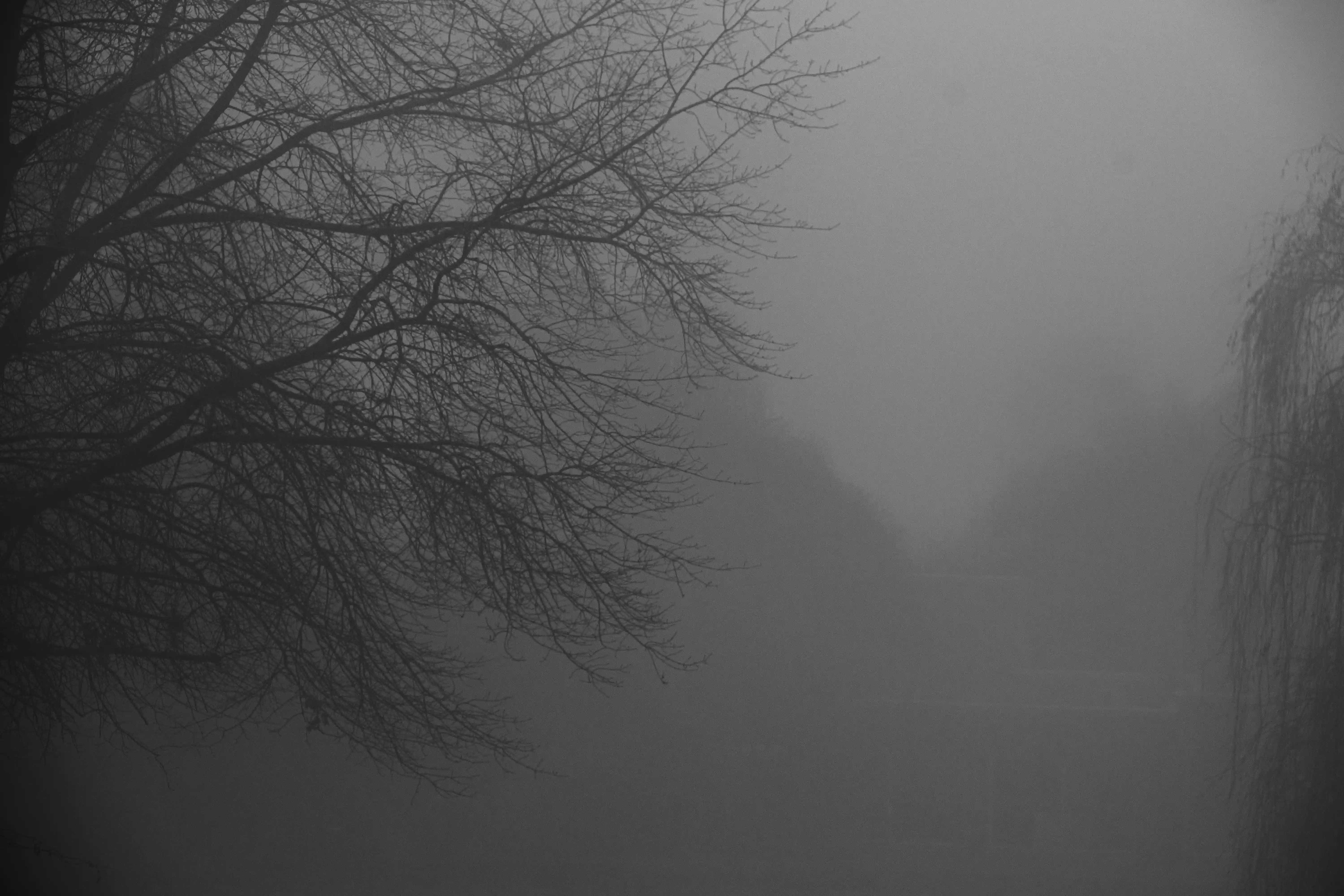 Niebla - Image 2