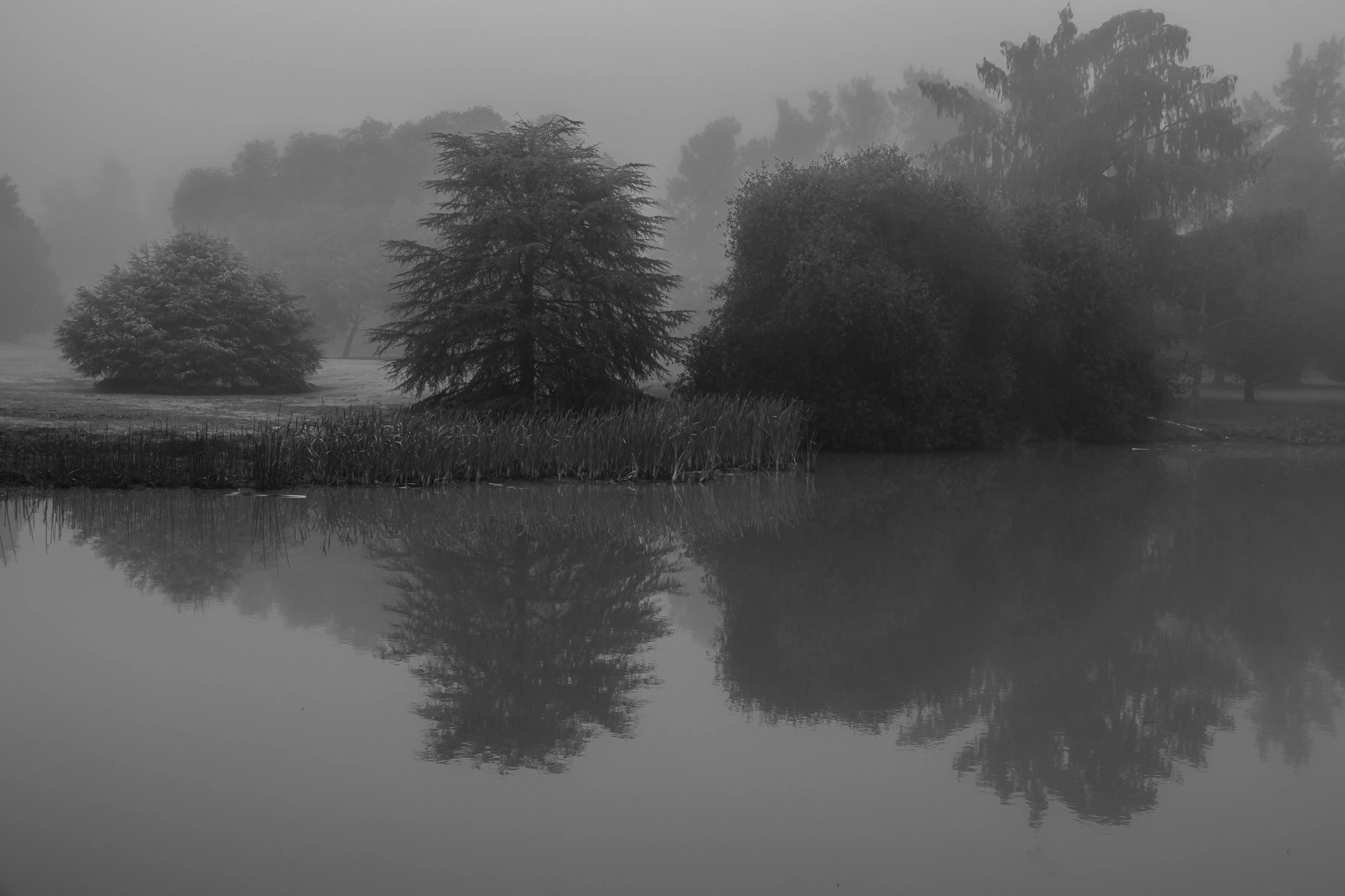 Niebla - Image 4