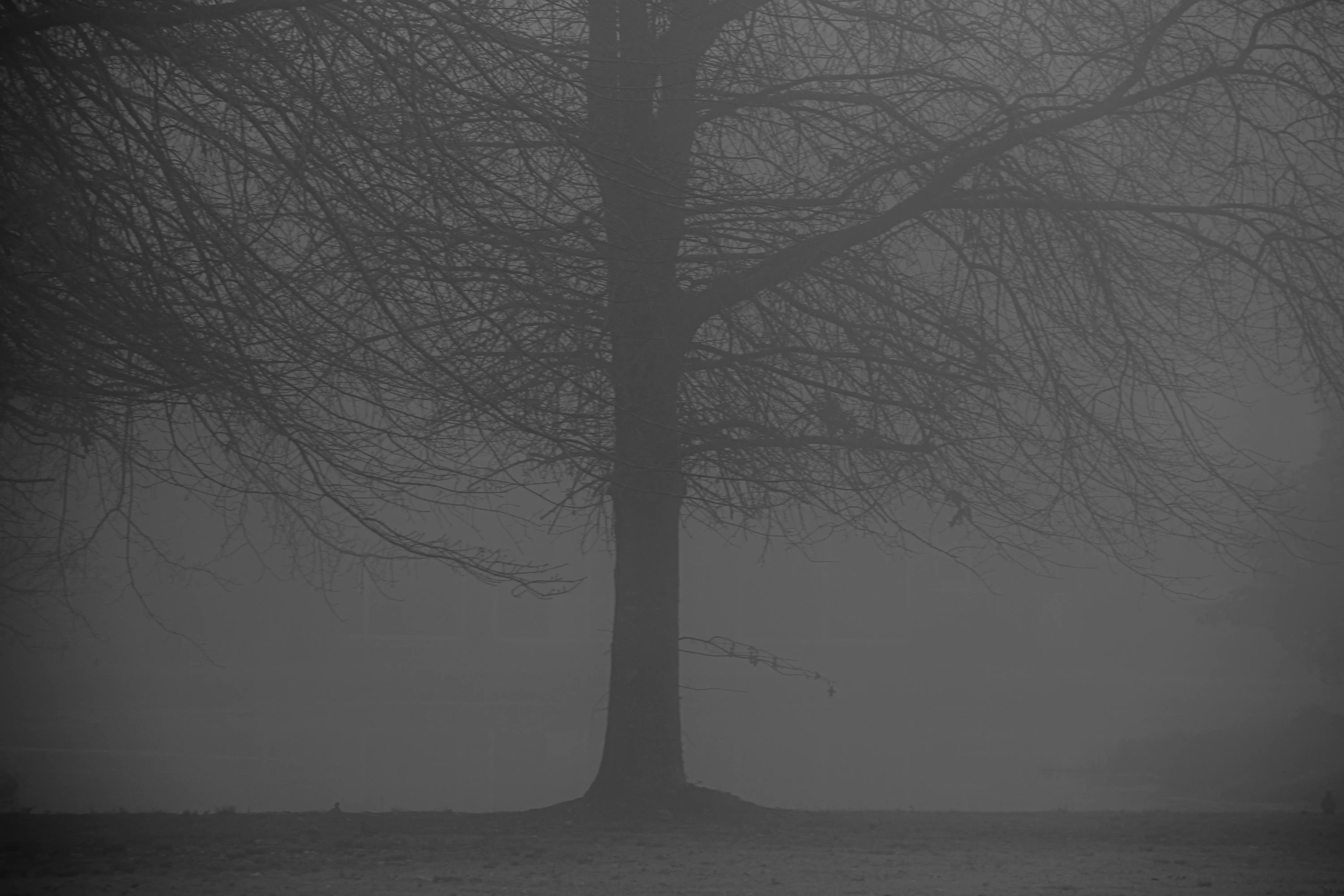 Niebla - Image 5