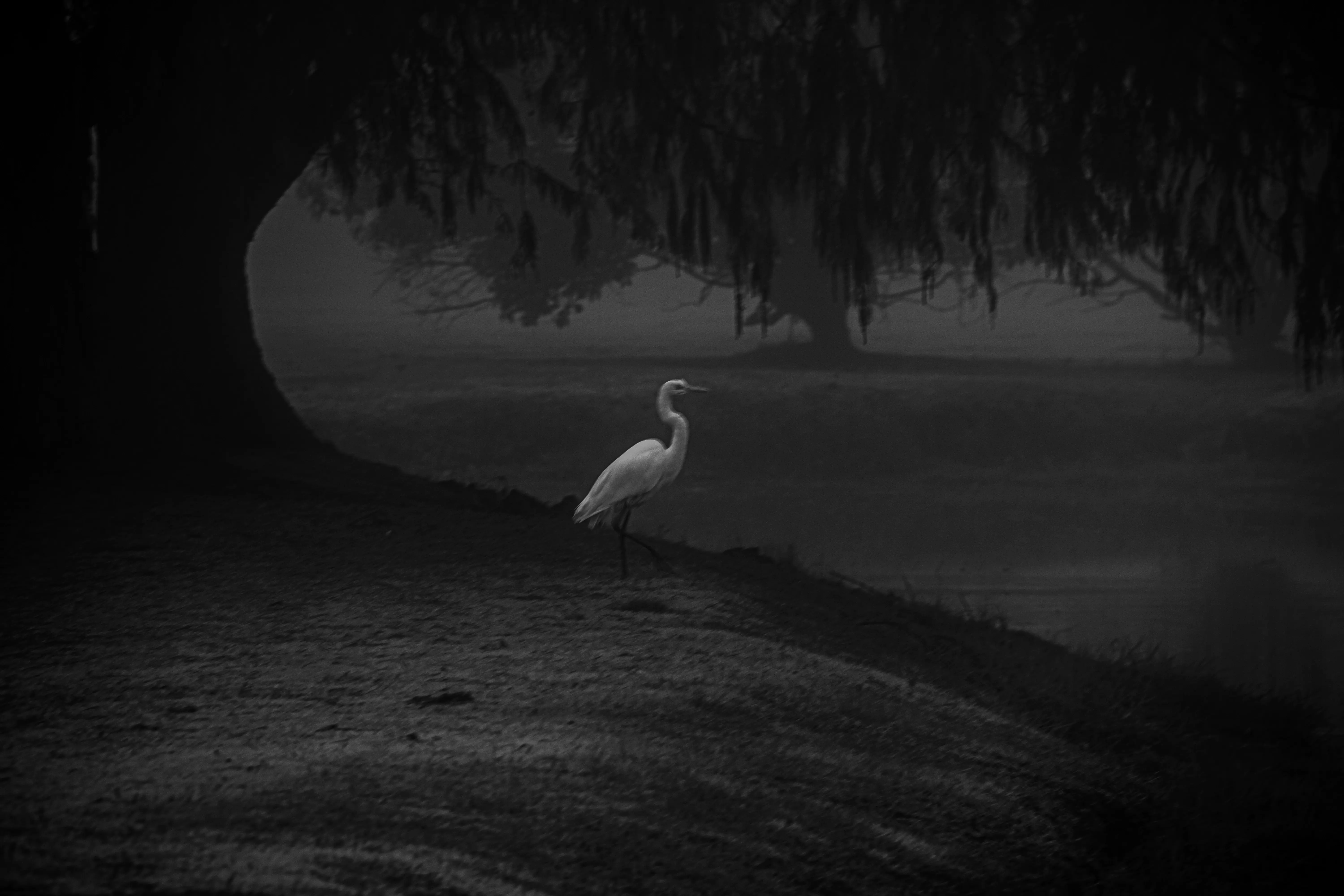 Niebla - Image 6