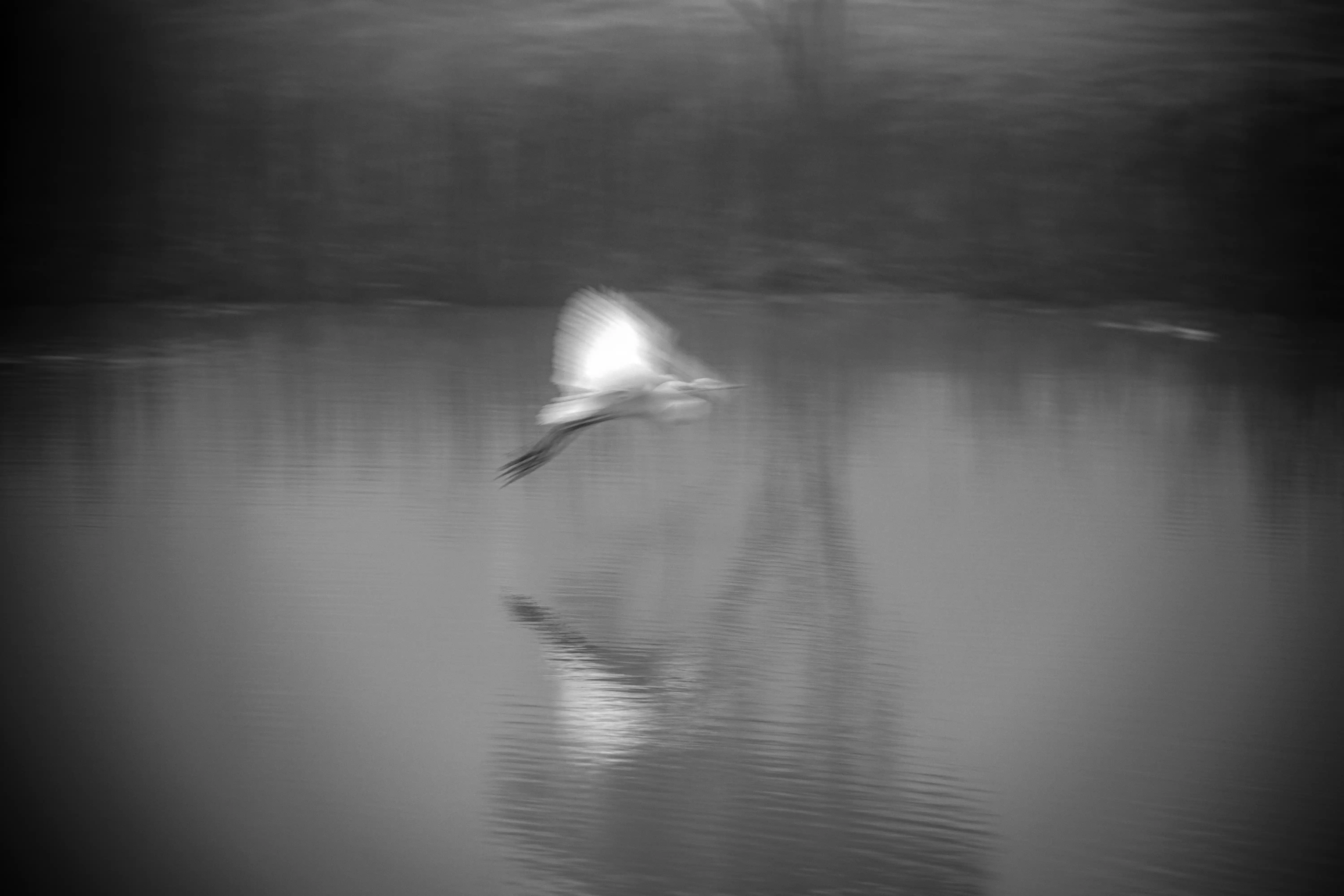 Niebla - Image 7