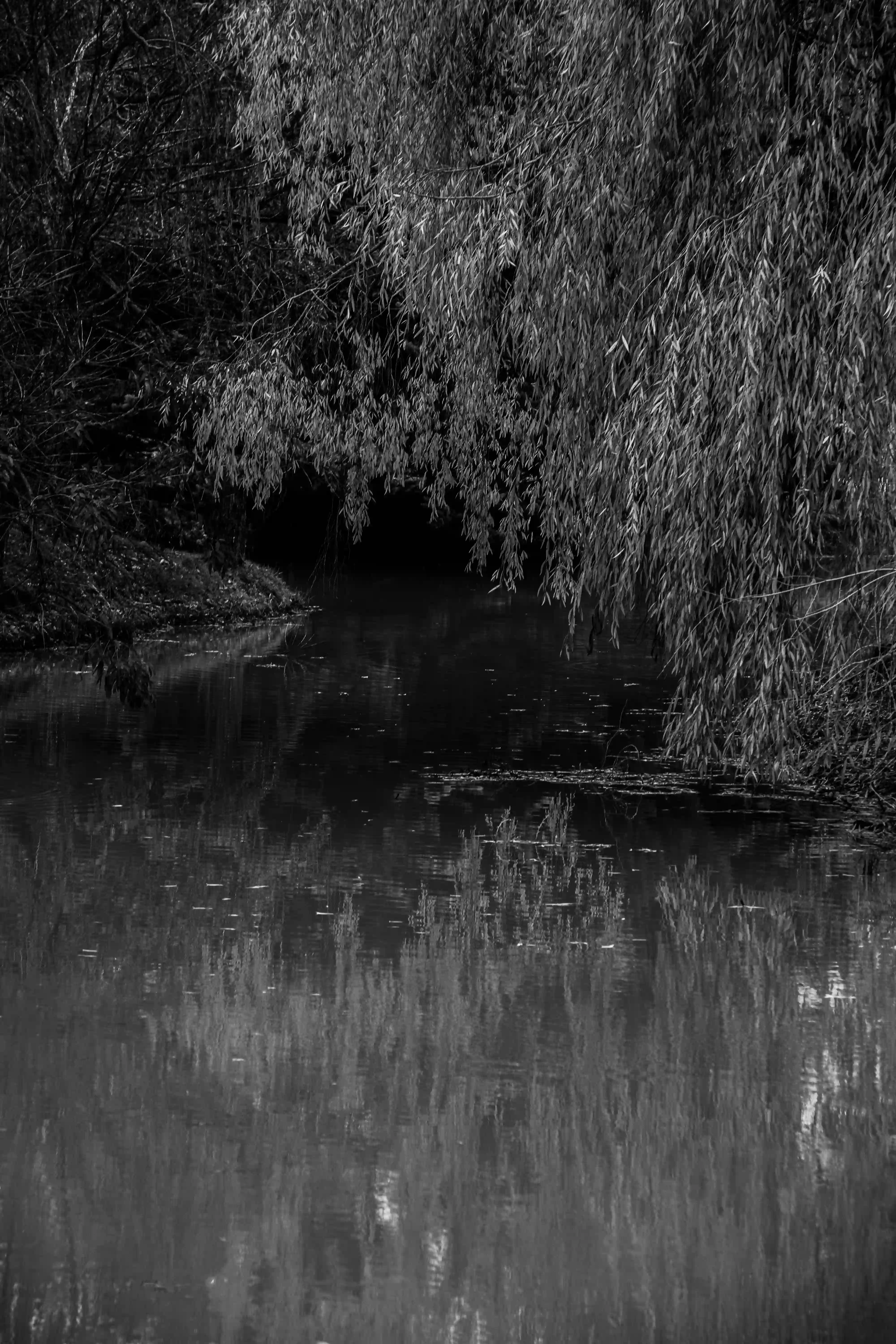 Niebla - Image